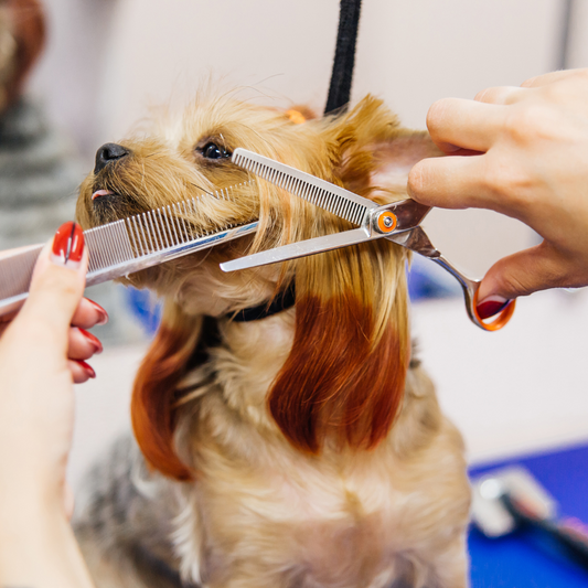 Unleashing the Spa Day: DIY Grooming Tips for Happy, Healthy Pets