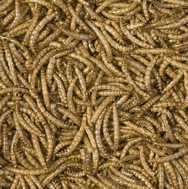 MEAL WORMS 250ml/30g