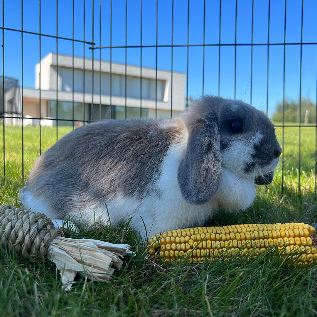 SNACK TIME! LARGE CORN COB TRIO
