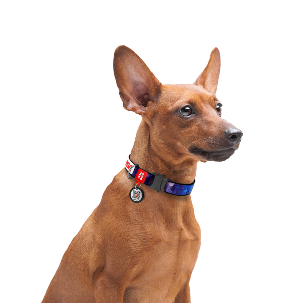 WAUDOG NYLON DOG COLLAR WITH QR-PASSPORT