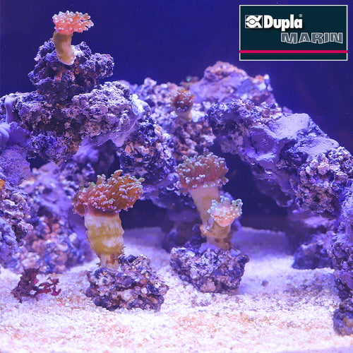 REEF FORMER 500G