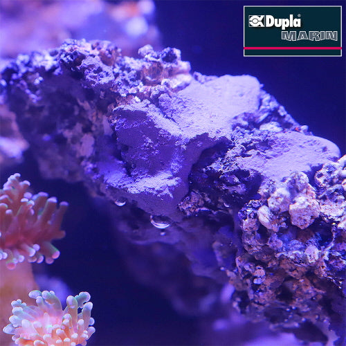 REEF FORMER 500G