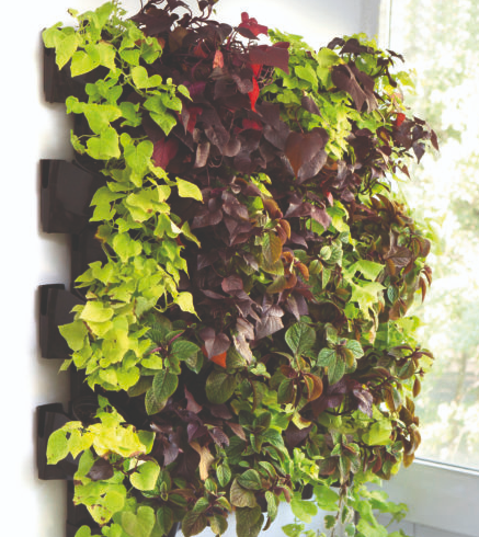 WALL MODULE VERSA GARDEN STARTER KIT