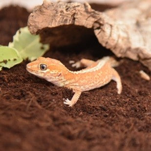 HABISTAT COIR SUBSTRATE