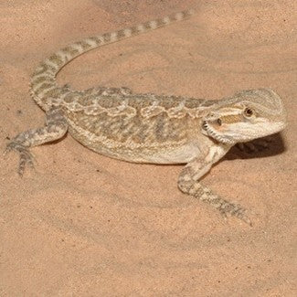 HABISTAT DESERT SAND 10L