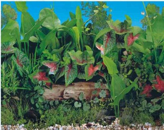 АКВАРИУМ ФОН