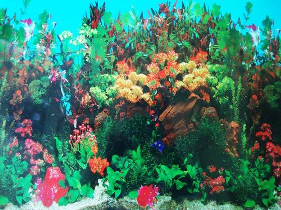 ДВУХСТОРОННИЙ АКВАРИУМ ФОН