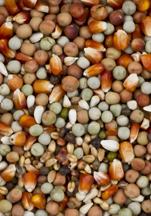 DOVIX SMALL MAIZE 20KG