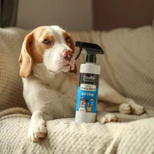 URINE STAIN & ODOUR SPRAY