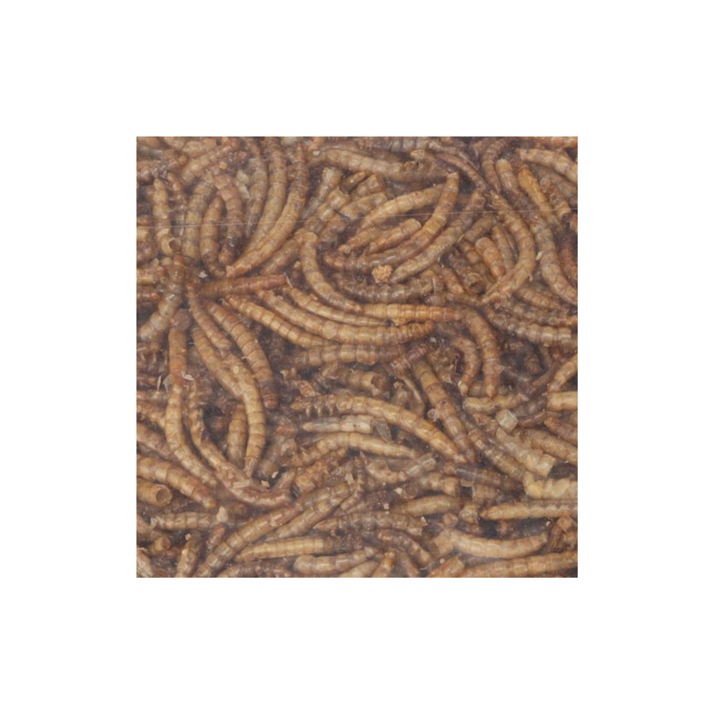 FOUR SEASONS MEALWORMS DRIED 300g