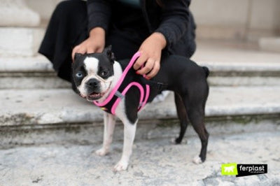 KAORI DOG HARNESS PINK