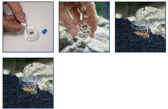 PLANARIA X