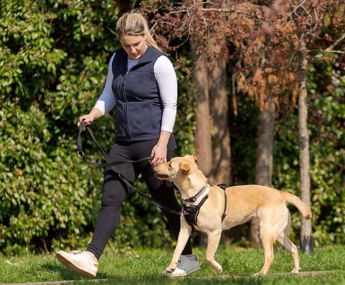 HALTI NO PULL HARNESS