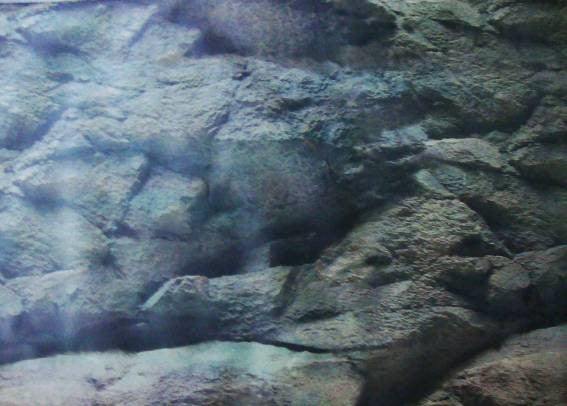 АКВАРИУМ ФОН