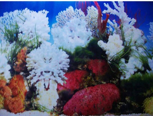 ДВУХСТОРОННИЙ АКВАРИУМ ФОН