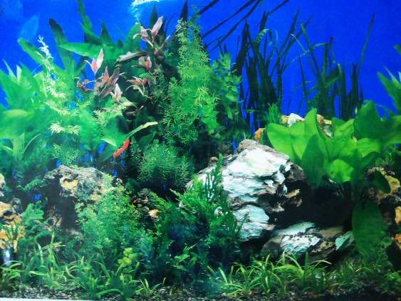 АКВАРИУМ ФОН