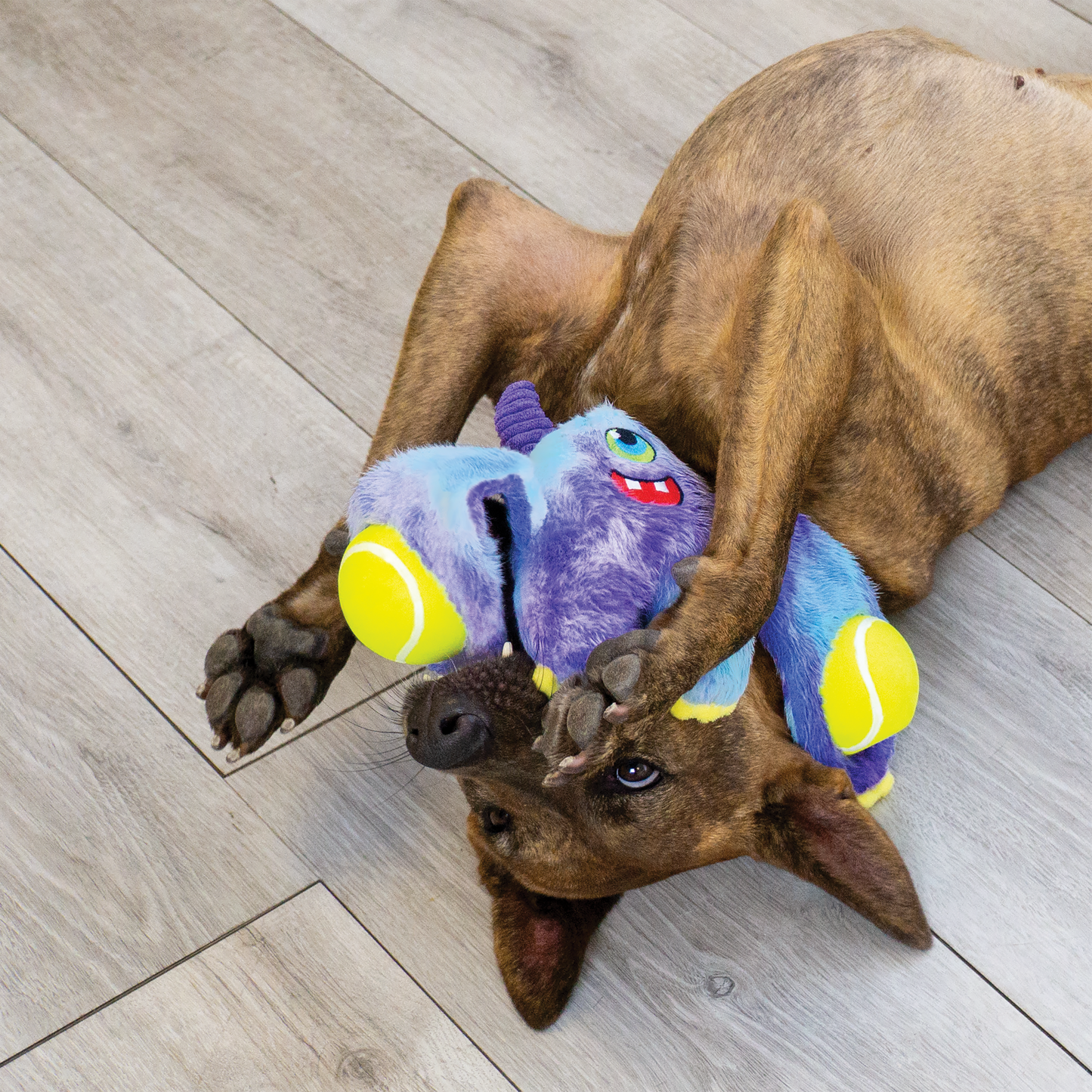 WOOZLES MONSTER ASSORTED MD