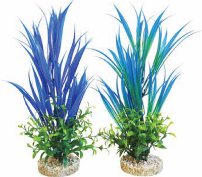 AQUA BLUE OCEAN PLANT