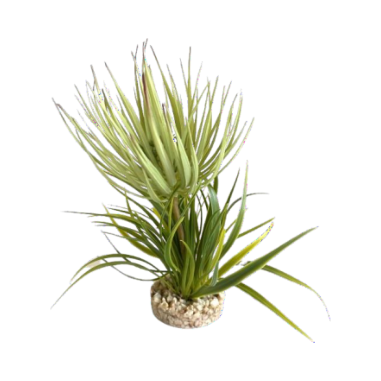 TERRA GRASS PLANT H23cm