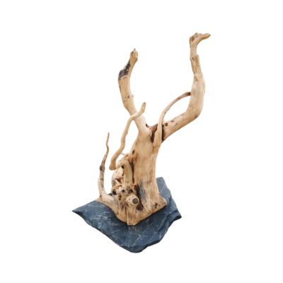 SPIDER ROOT ON SLATE ROCKS