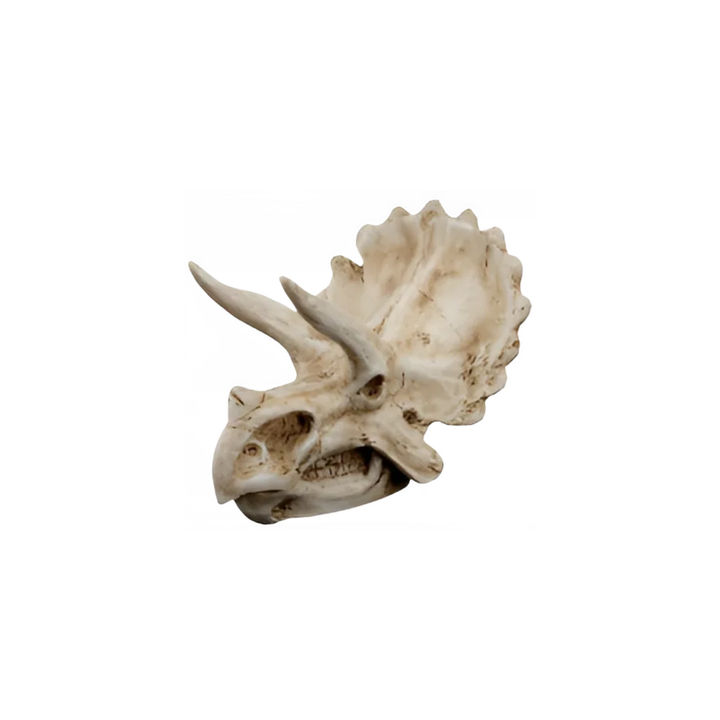 TRICERATOPS DINOSAUR SKULL DECOR