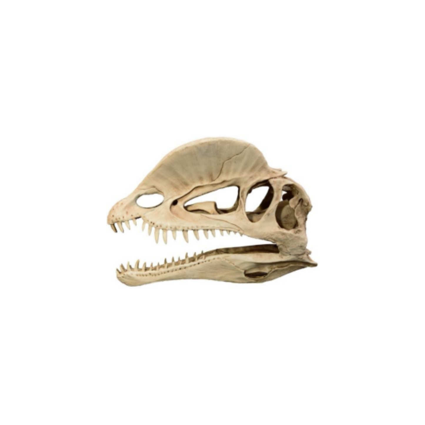 DILOPHOSAURUS DINOSAUR SKULL DECOR