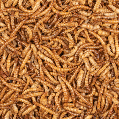 CHIX MEALWORMS