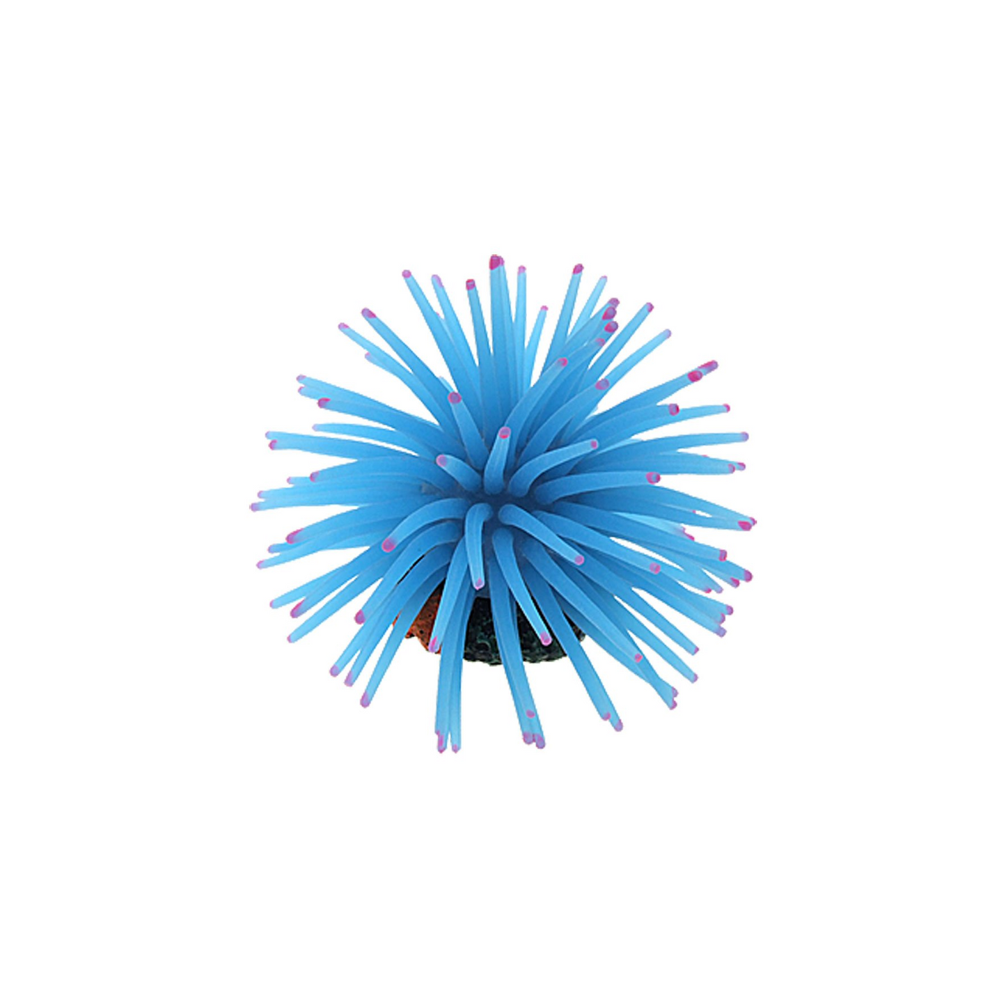 ANEMONE MEDIUM, AQUARIUM DÉCOR