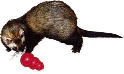 КОНГ МАЛЕНЬКОЕ ЖИВОТНОЕ