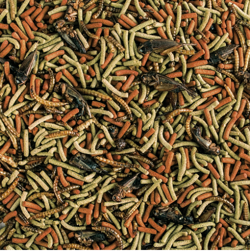 ΕΡΠΕΤΟΣ ΣΑΡΚΟΦΑΓΟΣ ΜΑΛΑΚΟΣ