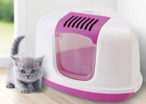 ΓΩΝΙΑ ΝΕΣΤΩΡ