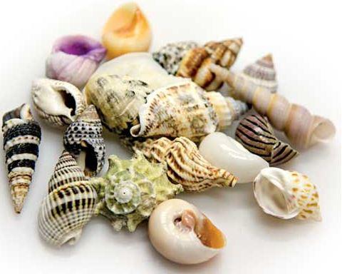 DECOR SHELLS