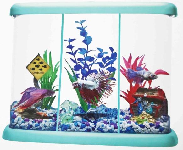 Beta deals fish home