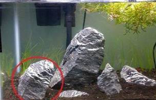 ЗЕБРА КАМЕНЬ 15-25см на кг