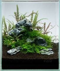 SEIRYU ROCK 15-25cm per kg