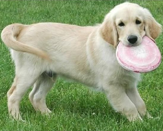 PUPPY KONG FLYER