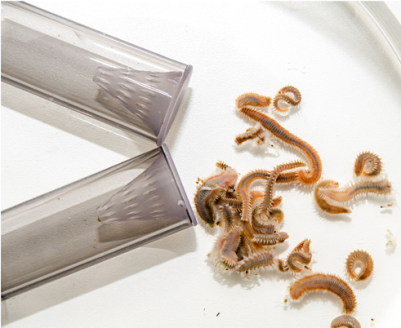 Ловушка для червей X