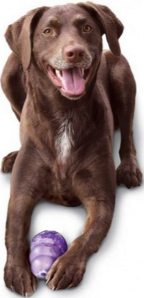 SENIOR KONG