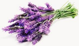 КОРОЛЕВСКИЙ КОТ КАТЛИТТЕР ЛЕВАНДЕР