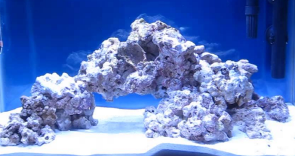 CORAL ROCK LARGE ανά κιλό