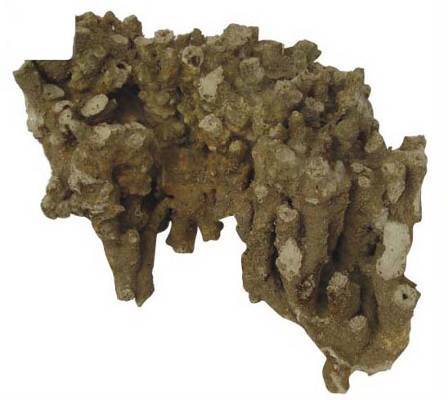 CORAL ROCK LARGE ανά κιλό
