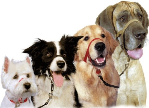 КОЖАНЫЙ ВОРОТНИК HALTI С ПОДКЛАДКОЙ