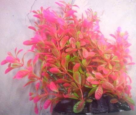 PLASTIC PLANT PINK & GREEN ROUND LEAF