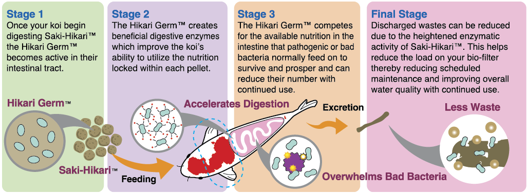 ΣΑΚΗ-ΧΙΚΑΡΙ HI-GROWTH