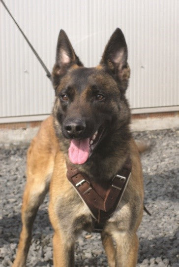 LEATHER DOG HARNESS