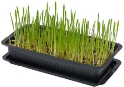 CAT GRASS
