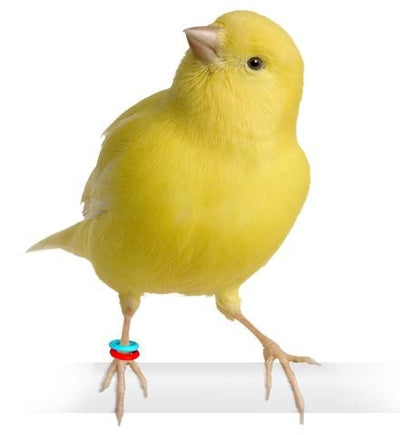 ELASTIC BIRD RING