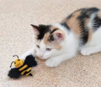 ΚΑΛΥΤΕΡΑ BUZZ BEE
