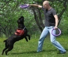 ПУЛЛЕР ДЛЯ СОБАК