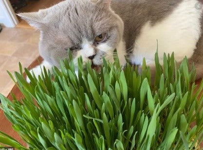 WEBBOX CAT GRASS